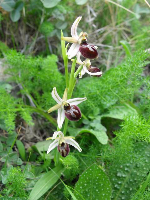 Ophrys exaltata